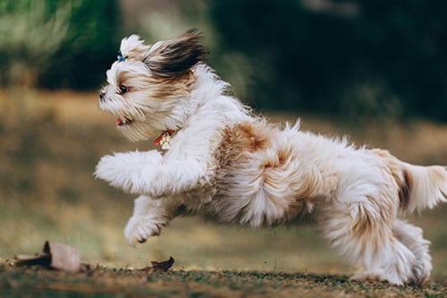 dog