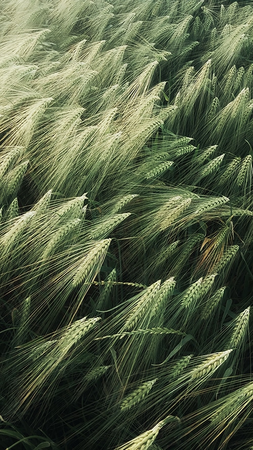 Patterns In Nature