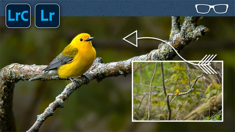Full Edit of a warbler in lightroom plus topaz photo ai