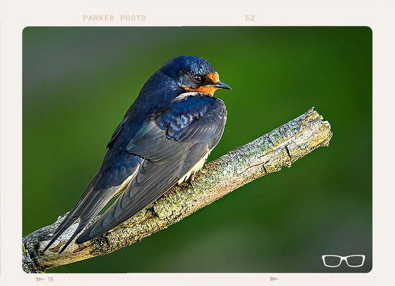 barn swallow